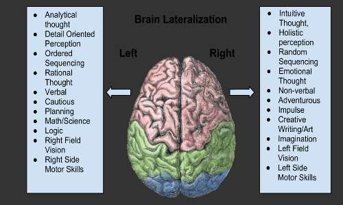 lateralizzazione delle funzioni cerebrali, scoperte anche grazie ai pazienti split-brain