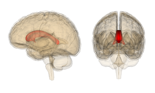 In queste immagini tridimensionali del cervello, viene evidenziato il corpo calloso, il quale viene reciso negli split-brain.