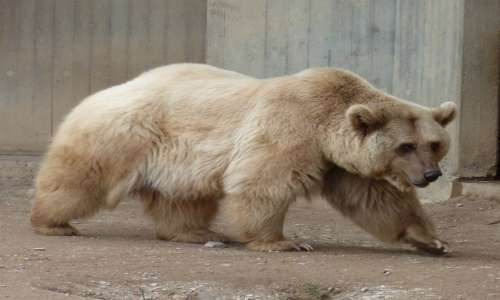 Il colore orso polare è apparentemente bianco: un ibrido con l'orso bruno ha un colore intermedio tra i due.