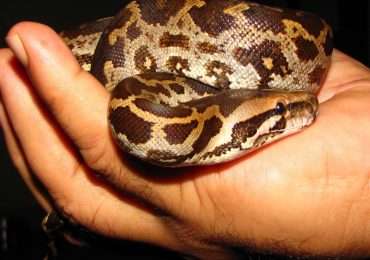 Il pitone moluro è una delle specie di serpenti più allevate in cattività.