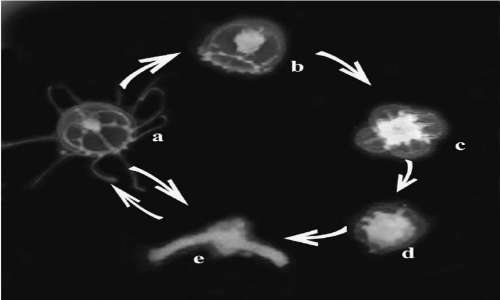 Dall'analisi del ciclo vitale della medusa immortale è evidente la regressione a stadio polipoide.