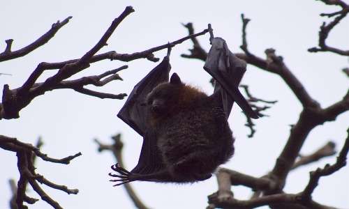 Esemplare di pipistrello gigante avvistato a Sydney.
