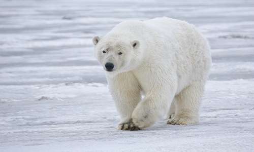 Il colore orso polare non è davvero bianco come vediamo, la sua pelle è nera e i suoi peli tubolari e trasparenti.