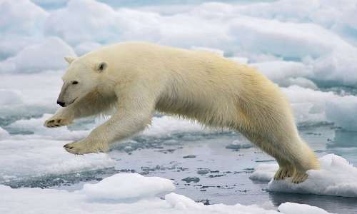 Con l'avanzare dell'età il colore orso polare rimane in apparenza bianco, ma iniziano ad apparire delle macchie giallastre.