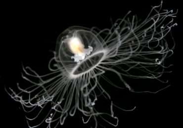 La medusa immortale raggiunge infinite volte il suo stadio adulto dopo una regressione allo stadio di polipo.