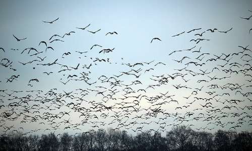Gli stormi di uccelli, che ne costituiscono gruppi di individui tassonomicamente simili, possono essere anche molto numerosi.
