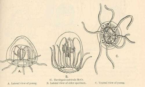 Illustrazione di una turritopsis nutricula, la medusa immortale, vista da diverse prospettive. Si osservano le visioni laterali e ventrali.