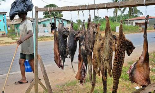 Le zoonosi possono essere facilitate dal commercio illegale di animali selvatici, non controllato da rigide regole igienico-sanitarie.