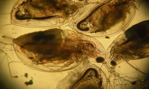Le pulci d'acqua sono crostacei cladoceri del genere Daphnia.