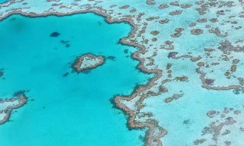 Lo sbiancamento dei coralli interessa le barriere coralline di tutto il mondo