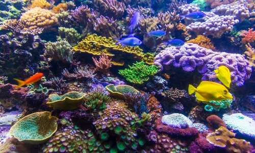 Lo sbiancamento dei coralli equivale alla morte dei coralli.