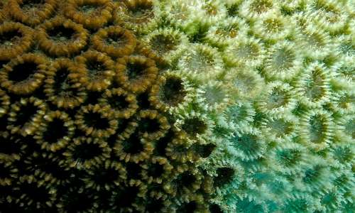 Lo sbiancamento dei coralli è la perdita di colore dei polipi.