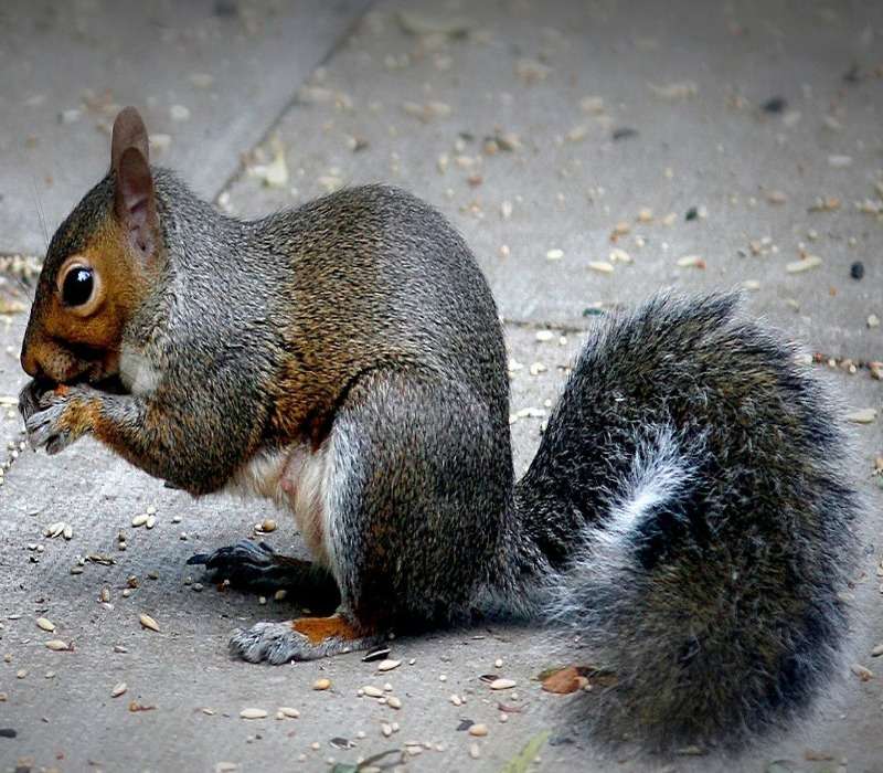 Lo scoiattolo è un mammifero roditore. Esistono diverse specie all'interno di questa grande famiglia.
