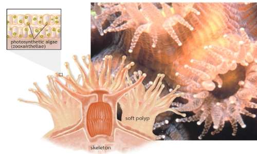 Lo sbiancamento dei coralli è la perdita di simbiosi tra alghe e polipi.i.