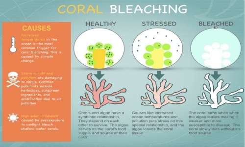 Lo sbiancamento dei coralli è la perdita di simbiosi con le alghe.