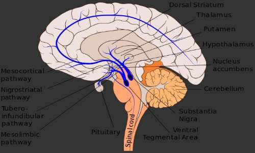La dipendenza affettiva è causata da una presenza anomala e una scarsa sensibilità al neurotrasmettitore dopamina.