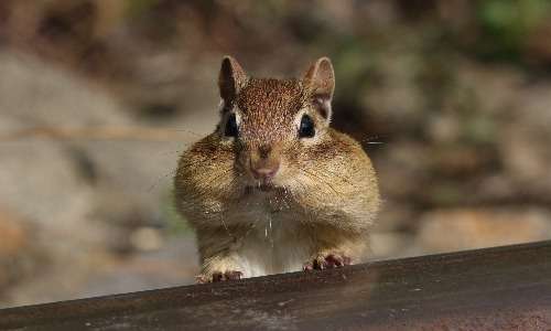 Lo scoiattolo occidentale, o Tamias striatus, è una specie di scoiattolo del Nord America.