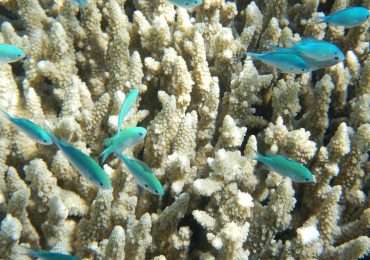 Lo sbiancamento dei coralli è la perdita di pigmentazione dei polipi.