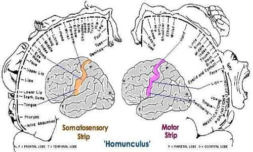 All'interno dell'homunculus corticale avviene la riorganizzazione corticale dovuta dalla plasticità neurale nei pazienti affetti da sindrome dell'arto fantasma.