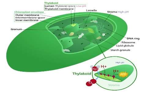 Struttura di un cloroplasto. Presso questi organuli si svolgono le diverse reazioni della fotosintesi clorofilliana.