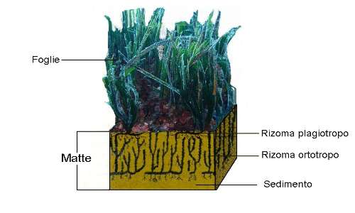 La Posidonia oceanica è una pianta marina con radici, fusto e foglie che ha una particolare struttura della matte.
