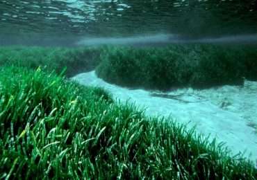 La Posidonia oceanica è una pianta marina endemica del mar Mediterraneo.