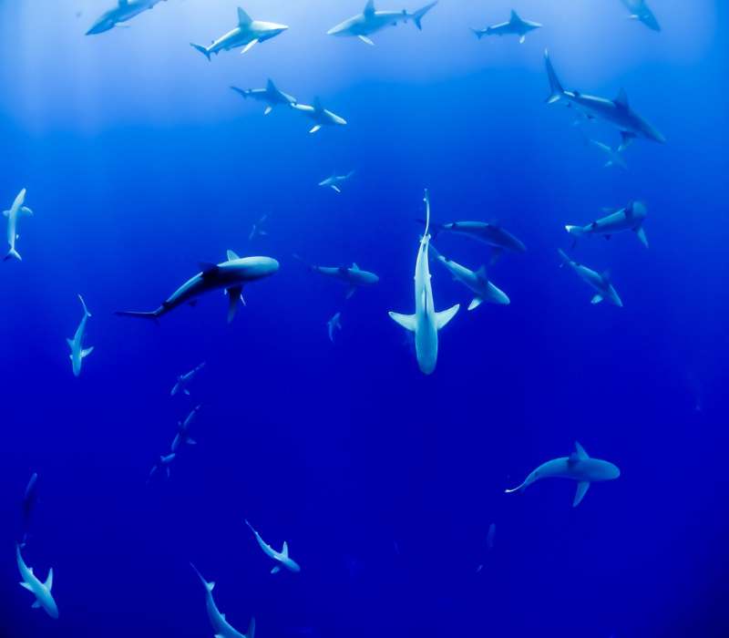 L'elettroricezione squali permette l'identificazione dei campi elettrici generati da animali presenti nell'ambiente circostante.