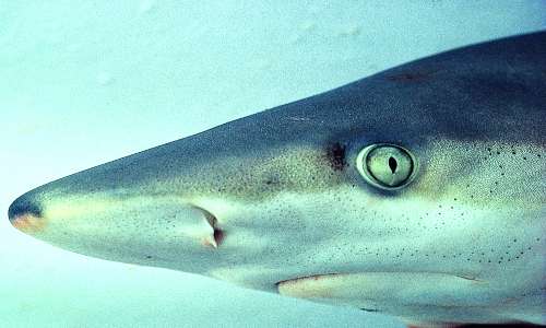 L'elettroricezione squali è possibile grazie alle ampolle di Lorenzini, visibili anche all'esterno grazie ai pori esterni.