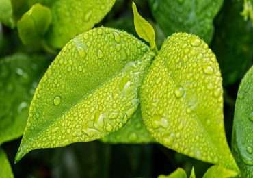 La fotosintesi clorofilliana costituisce quel processo grazie al quale le piante riescono a produrre zuccheri a partire da anidride carbonica, acqua ed energia solare.