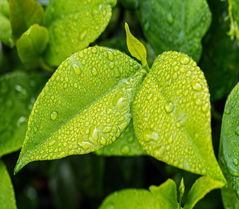 La fotosintesi clorofilliana costituisce quel processo grazie al quale le piante riescono a produrre zuccheri a partire da anidride carbonica, acqua ed energia solare.