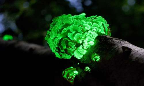 Il fungo Panellus stipticus ha una bioluminescenza verde che rende ben visibile di notte gruppi di questo tipo di funghi.