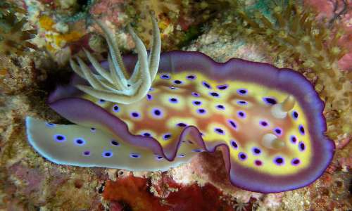 I nudibranchi sono molluschi gasteropodi che sono sprovvisti di conchiglia ma hanno sviluppato meccanismi di difesa alternativi.