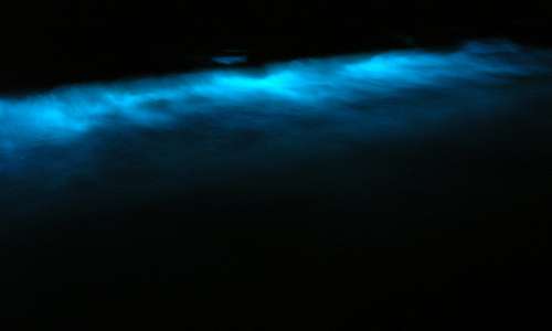 La bioluminescenza delle alghe dinoflagellate rende l'oceano azzurro anche di notte.