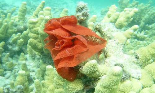 I nudibranchi sono molluschi dalle "branchie nude".
