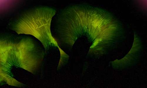 La bioluminescenza è la capacità di emettere luce per scopi difensivi, protettivi e riproduttivi.