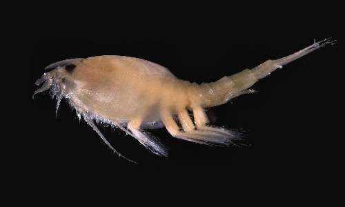 Esemplare di crostaceo leptostraco Nebalia, sul quale vivono i rotiferi seisonidei.