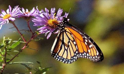 Le farfalle sono insetti lepidotteri e quindi appartengono al phylum degli artropodi.