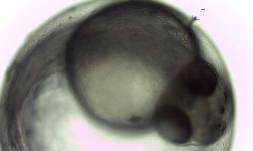 Particolare di embrione di Danio rerio a 24 ore dall'inizio dello sviluppo.