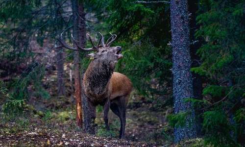 Esemplare di cervo rosso norvegese.