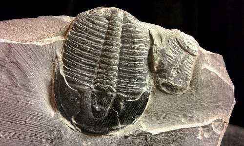 Fossile di trilobite, appartenente al gruppo degli artropodi ormai estinti.