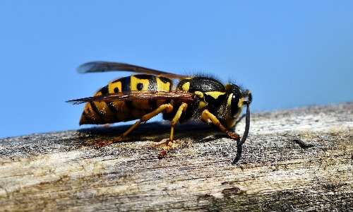 Api, vespe e calabroni sono artropodi appartenenti alla classe degli Insetti.