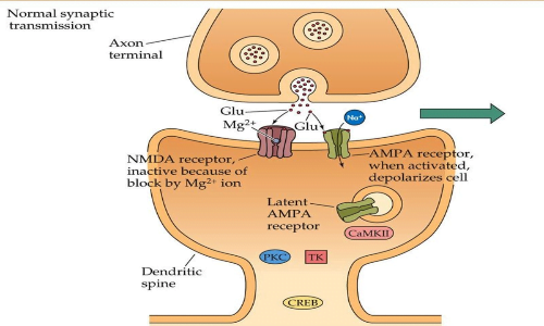 L'osteocalcina aumenta la proteina RbAp48 che aumenta la produzione di CREB, rafforzando la LTP