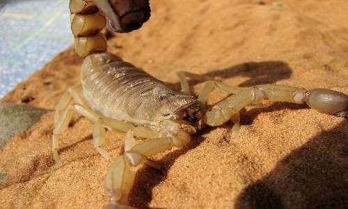 Gli scorpioni sono artropodi ovovivipari.