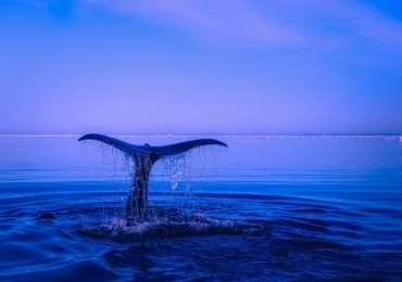 Il santuario dei cetacei