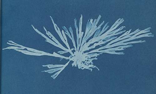 Cianografia di un campione d'alga nell'opera di Anna Atkins