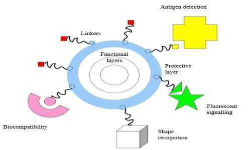 Struttura delle nanoparticelle e tipologia di molecole legate in uso in nanomedicina