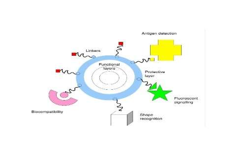 Struttura delle nanoparticelle e tipologia di molecole legate