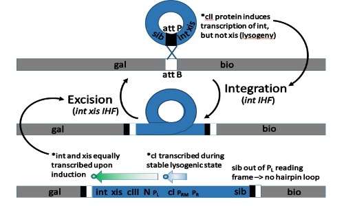 La regolazione dei meccanismi di integrazione ed excisione del fago lambda dipende dalle proteine xis e int.