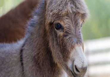 Mulo e bardotto sono ibridi equini tendenzialmente sterili che nascono dall'accoppiamento fra asini e cavalli.