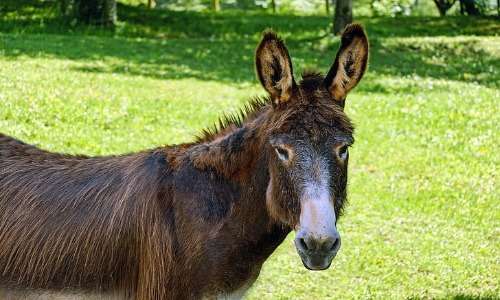 Mulo e bardotto sono ibridi equini generalmente sterili. Il mulo è certamente più noto e in passato veniva spesso utilizzato dall'esercito per il trasporto delle armi e di altri materiali.